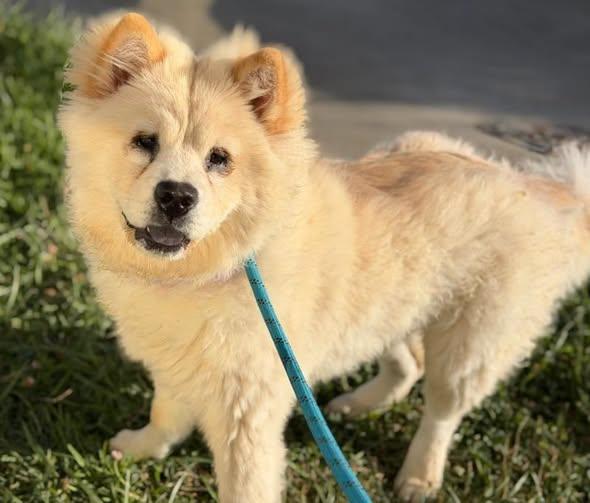 Enlarge Lily, a Adoptable Chow Chow in Sacramento, CA image 1/6