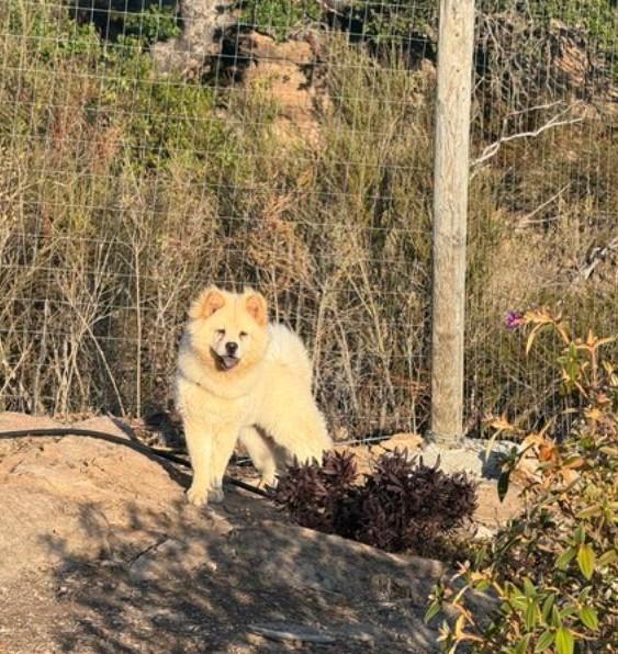 Enlarge Lily, a Adoptable Chow Chow in Sacramento, CA image 3/6
