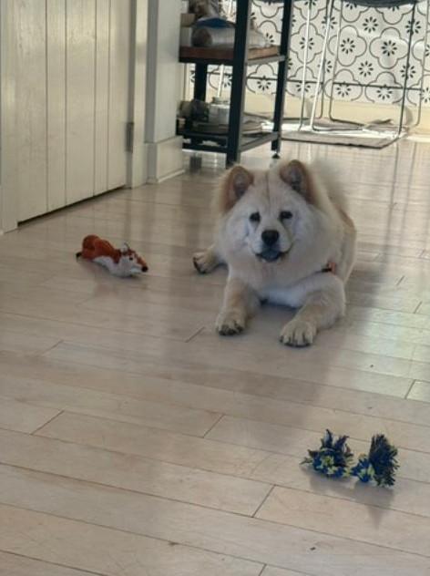 Enlarge Lily, a Adoptable Chow Chow in Sacramento, CA image 6/6