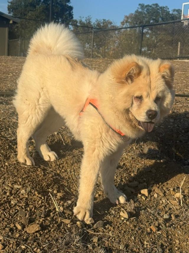 Enlarge Lily, a Adoptable Chow Chow in Sacramento, CA image 2/6