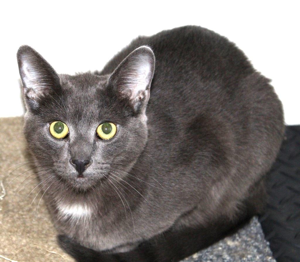 Gibbs, Adoptable, Adult Male Domestic Short Hair & Russian Blue.