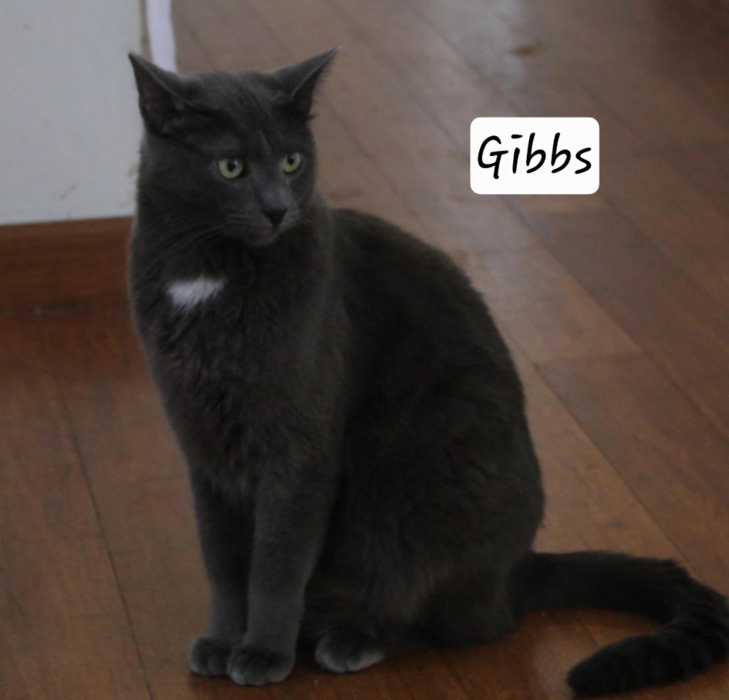 Enlarge Gibbs, a Adoptable mixed breed in Ogden, UT image 2/4