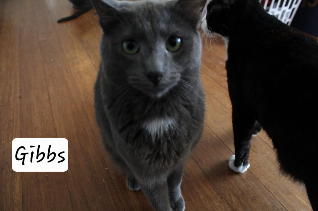 Enlarge Gibbs, a Adoptable mixed breed in Ogden, UT image 3/4