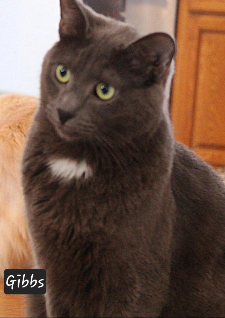 Enlarge Gibbs, a Adoptable mixed breed in Ogden, UT image 4/4