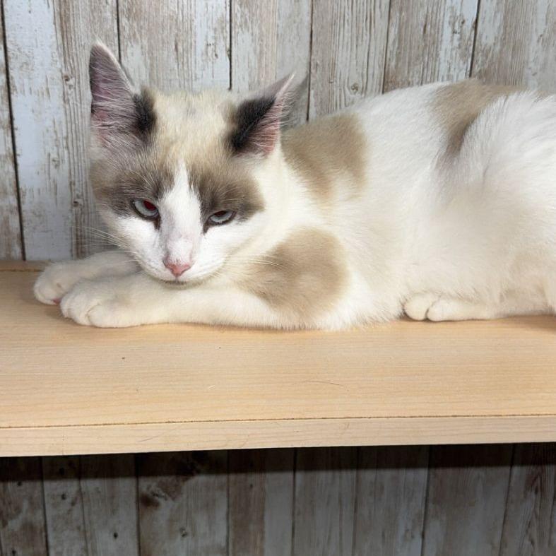 Whiskers, a Adoptable mixed breed in Charlottesville, VA image 1/6