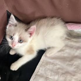 Whiskers, a Adoptable mixed breed in Charlottesville, VA image 3/6