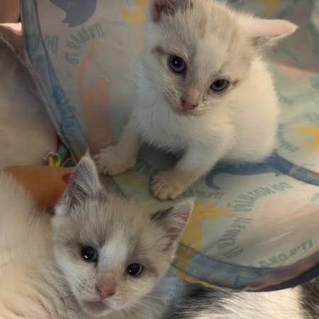 Whiskers, Adoptable, Young Female Domestic Short Hair & Siamese.