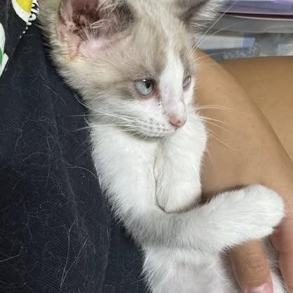 Whiskers, a Adoptable mixed breed in Charlottesville, VA image 4/6