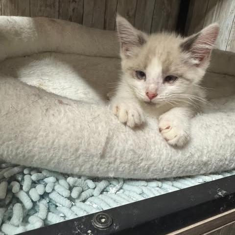 Whiskers, a Adoptable mixed breed in Charlottesville, VA image 5/6