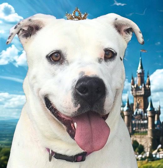 Princess, Adoptable, Adult Female Staffordshire Bull Terrier.