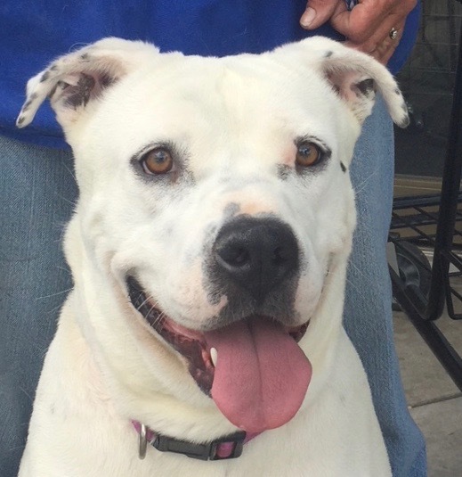 Princess, a Adoptable Staffordshire Bull Terrier in San Luis, CO image 2/2