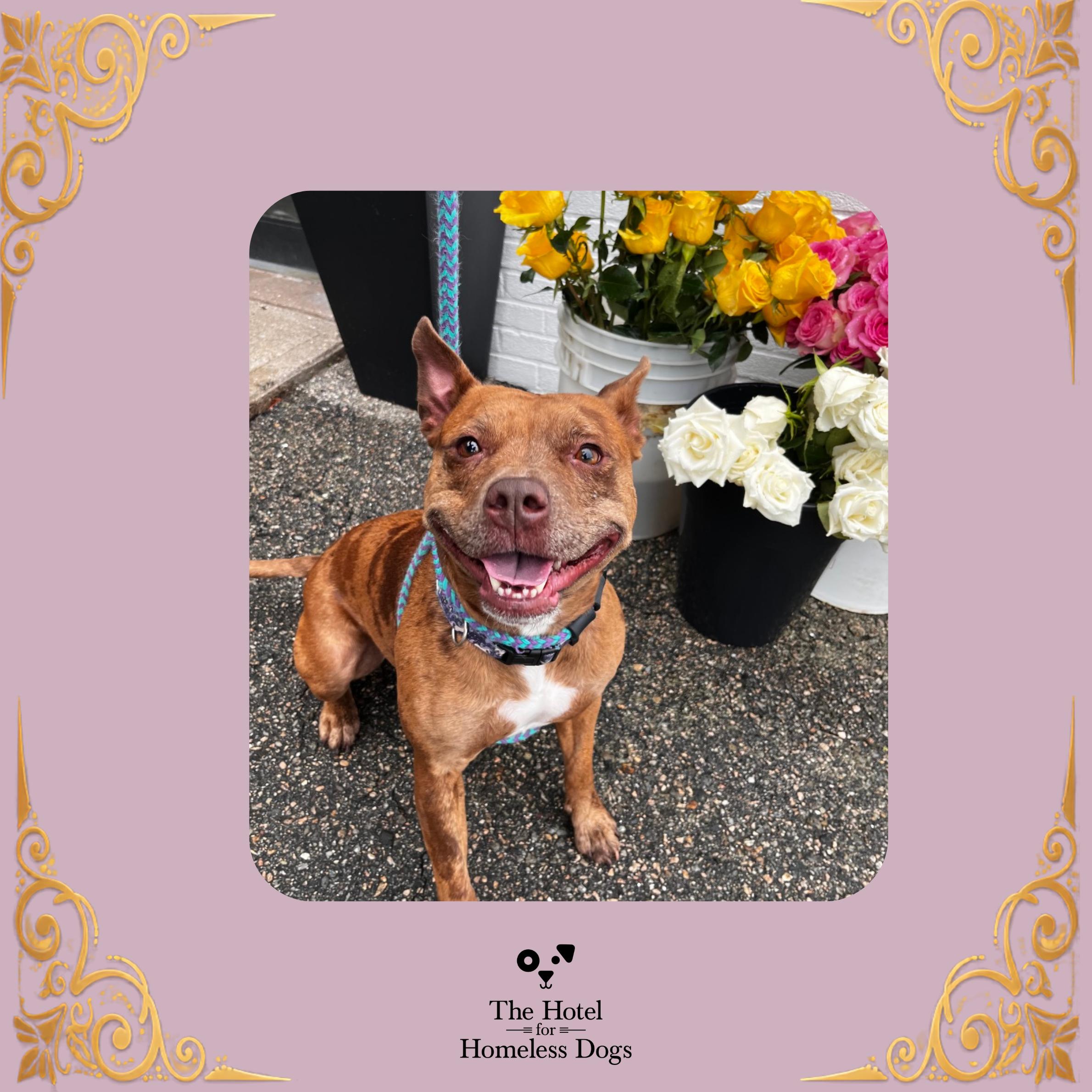 Enlarge Mabel, a Adoptable mixed breed in Cumberland, RI image 1/6