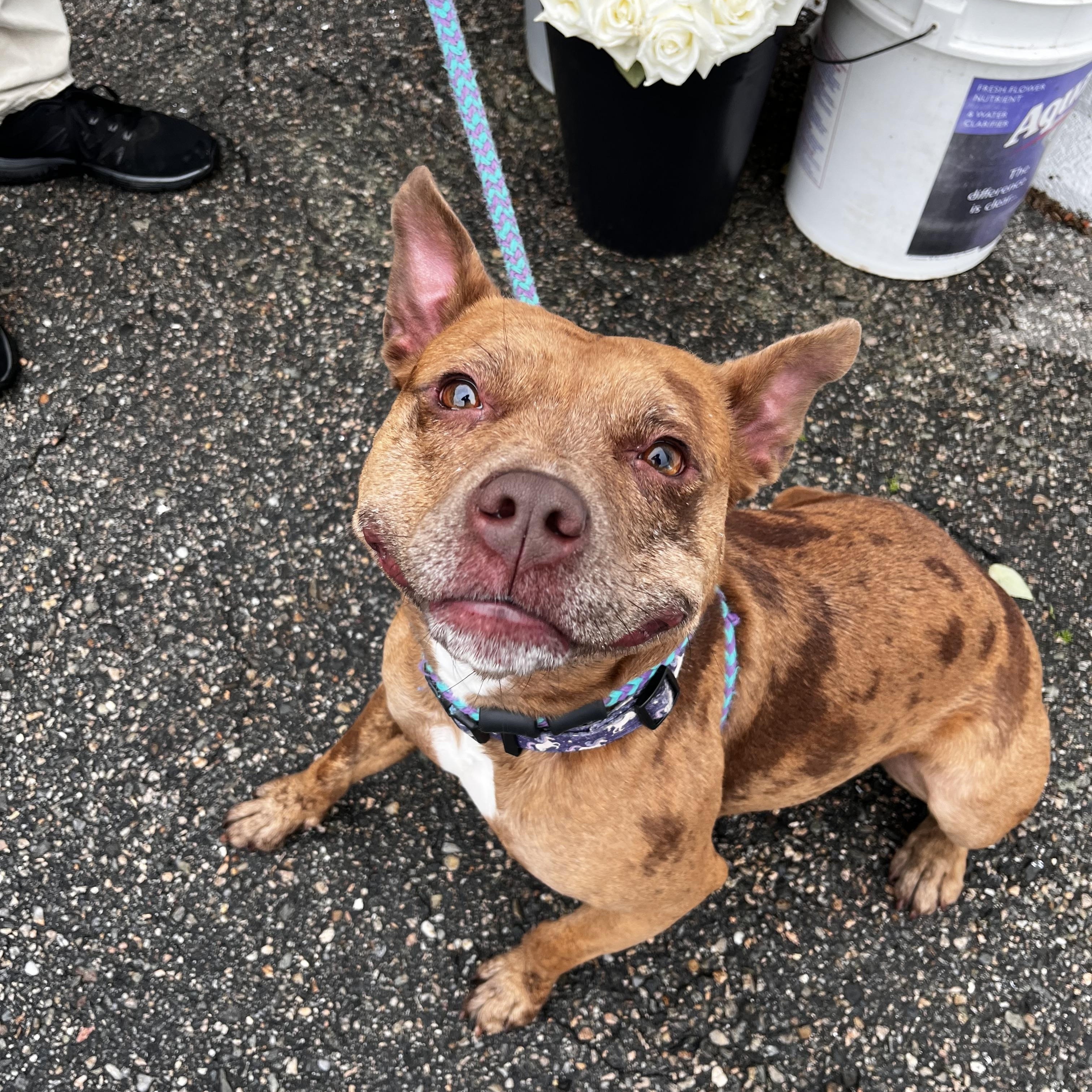 Mabel, a Adoptable mixed breed in Cumberland, RI image 3/6