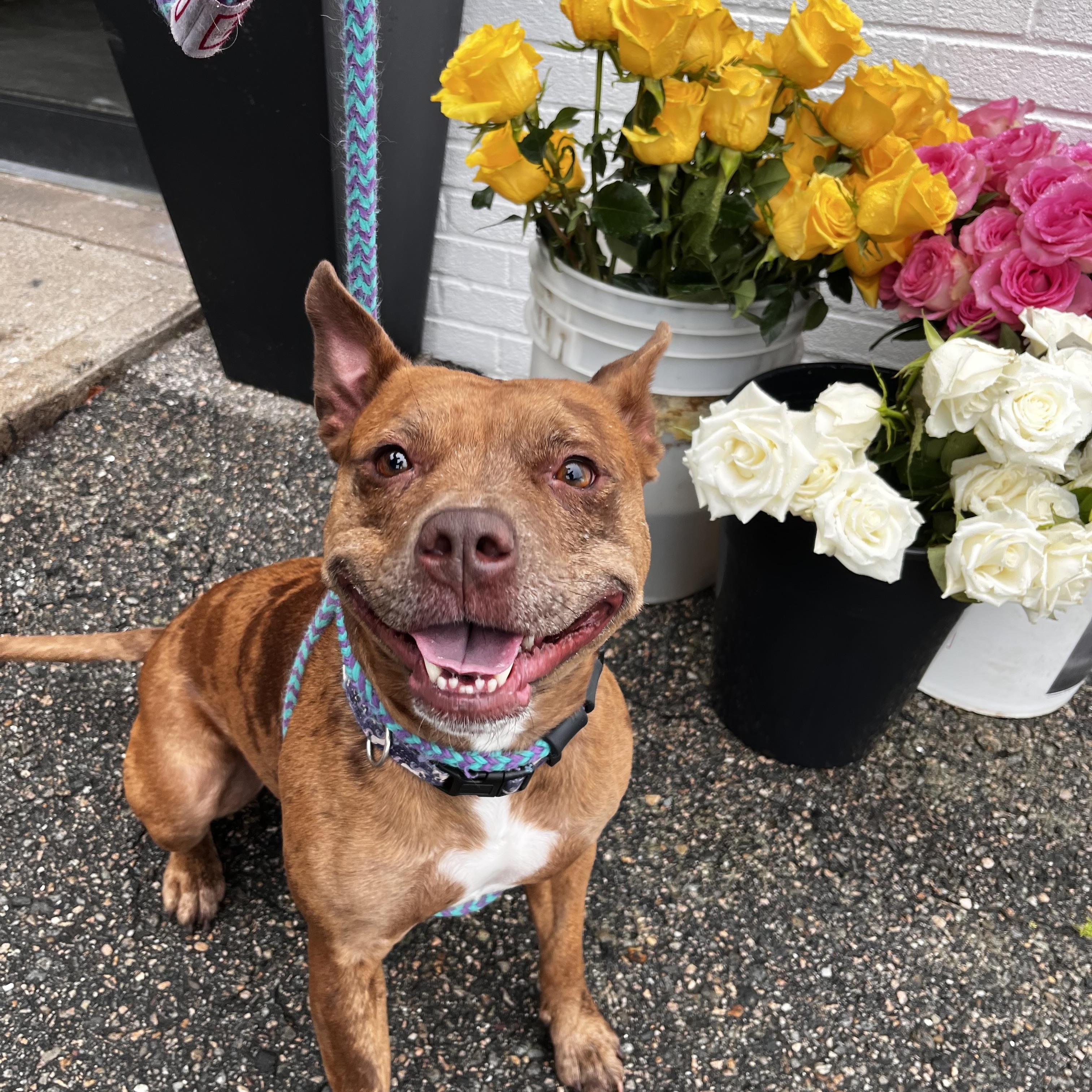 Mabel, a Adoptable mixed breed in Cumberland, RI image 5/6