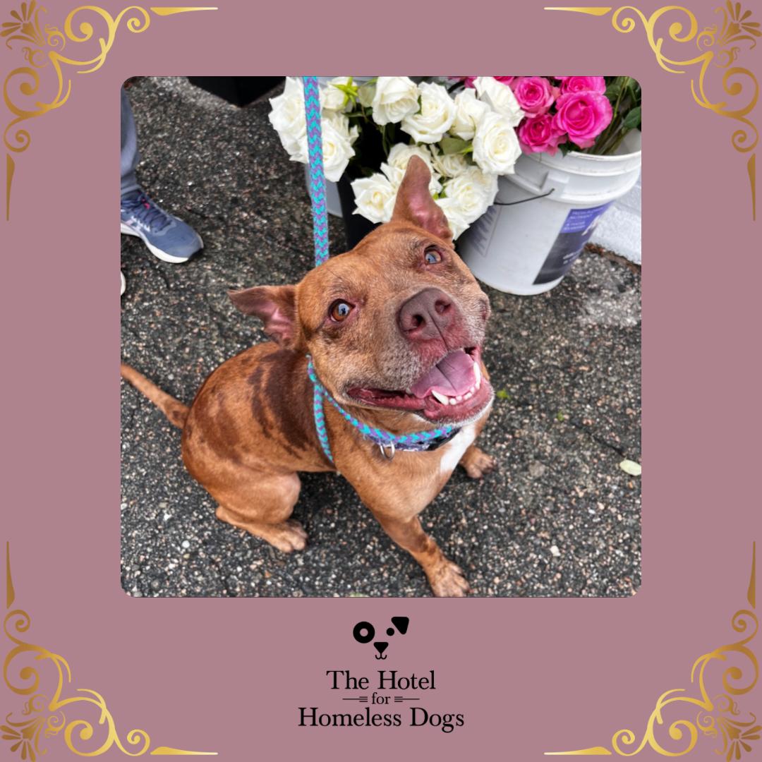 Mabel, a Adoptable mixed breed in Cumberland, RI image 1/6