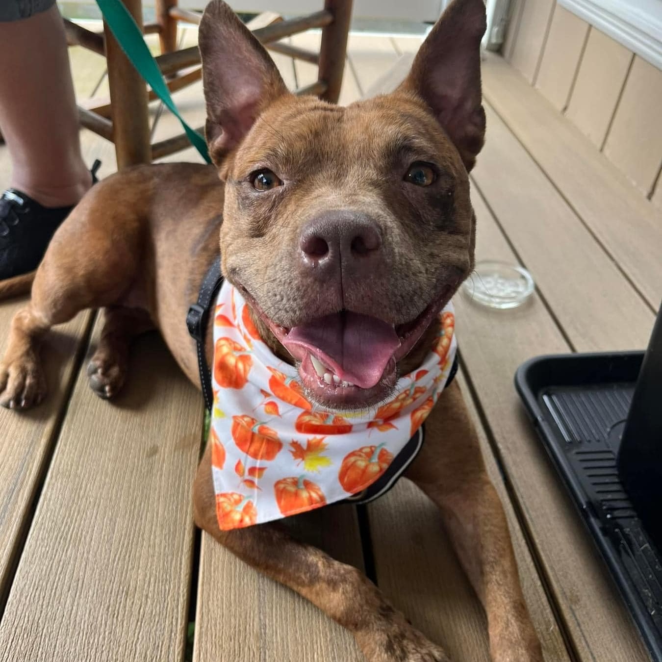 Mabel, a Adoptable mixed breed in Cumberland, RI image 2/6