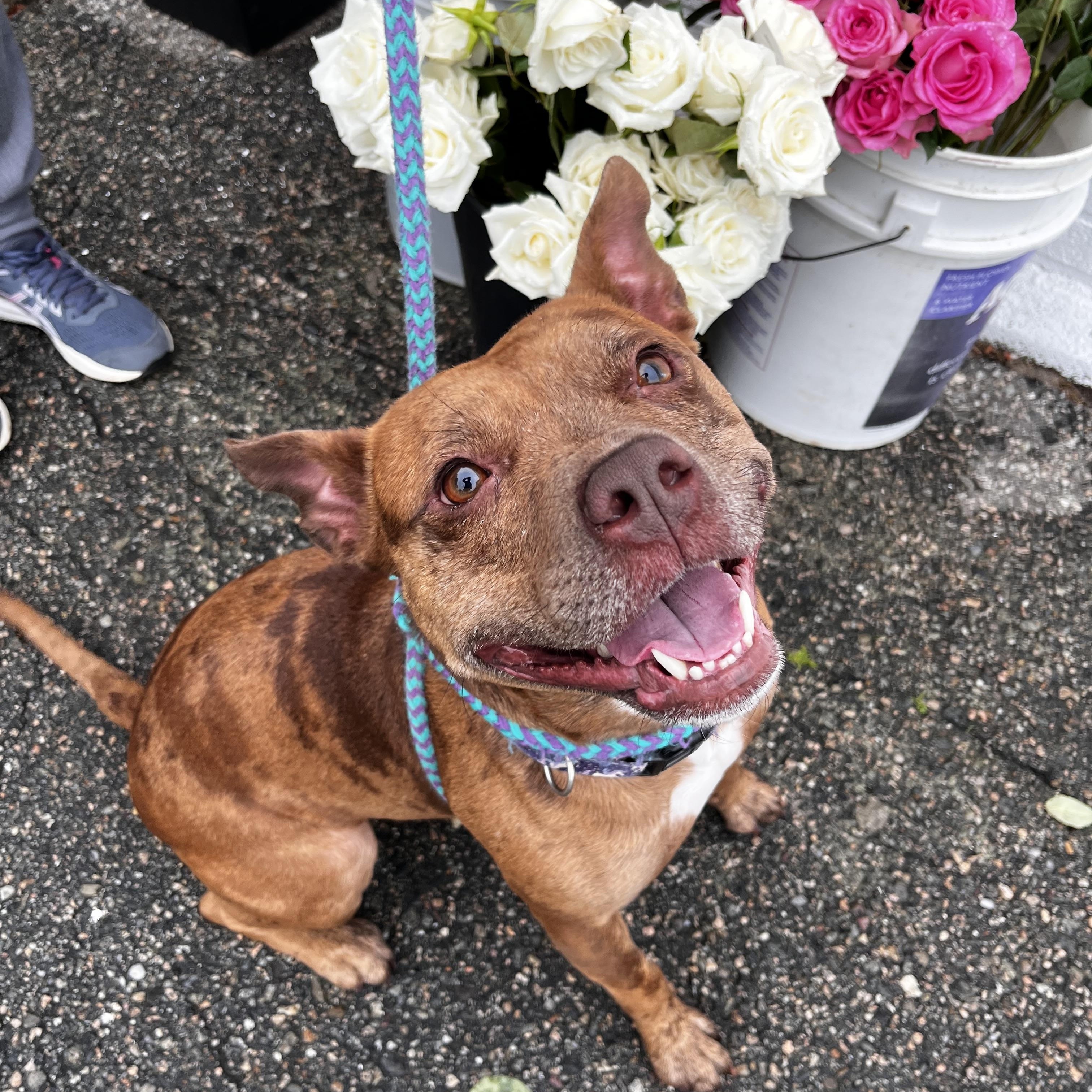 Mabel, a Adoptable mixed breed in Cumberland, RI image 4/6