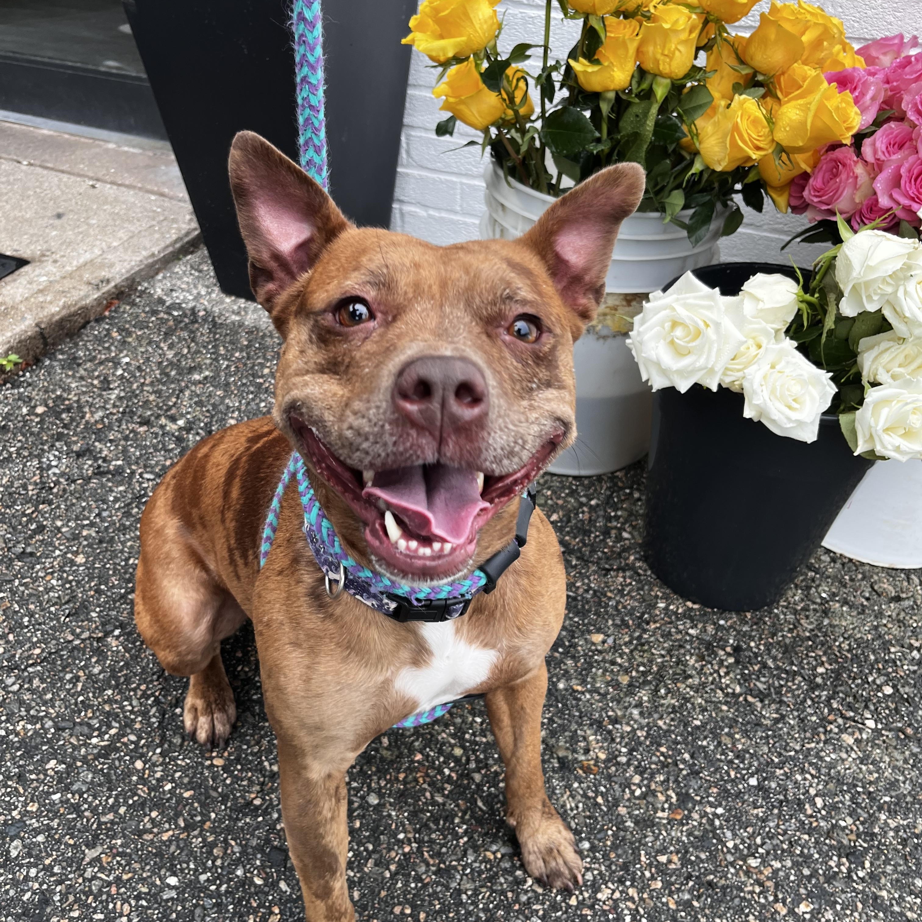 Mabel, a Adoptable mixed breed in Cumberland, RI image 6/6