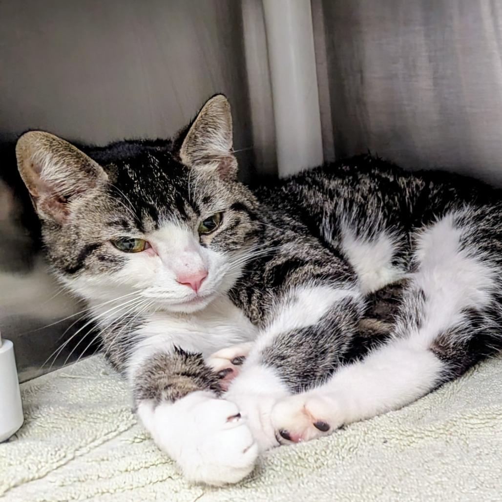 Ella, Adoptable, Adult Female American Bobtail.