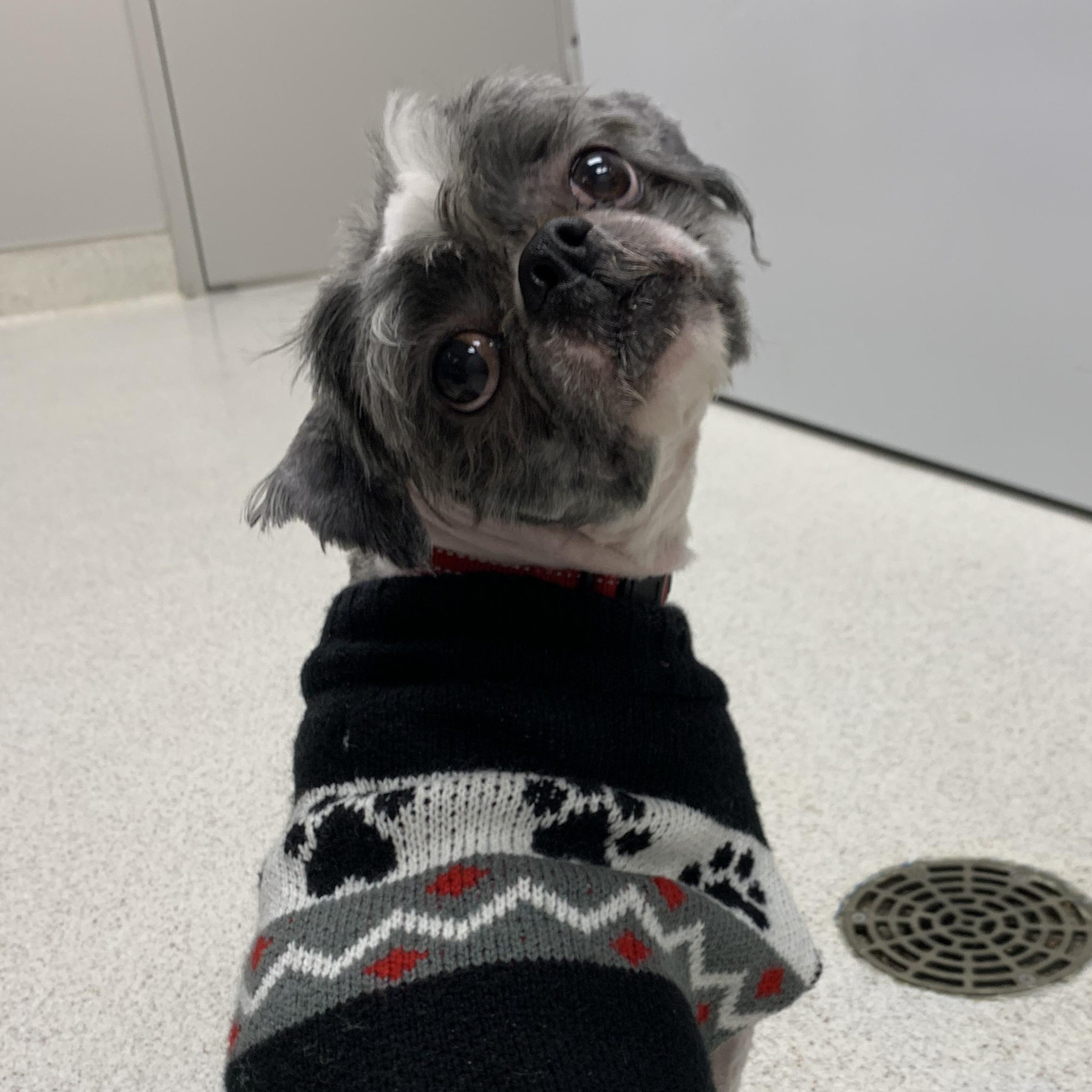 Enlarge Poki, a ADOPTABLE mixed breed in Amsterdam, NY image 1/1