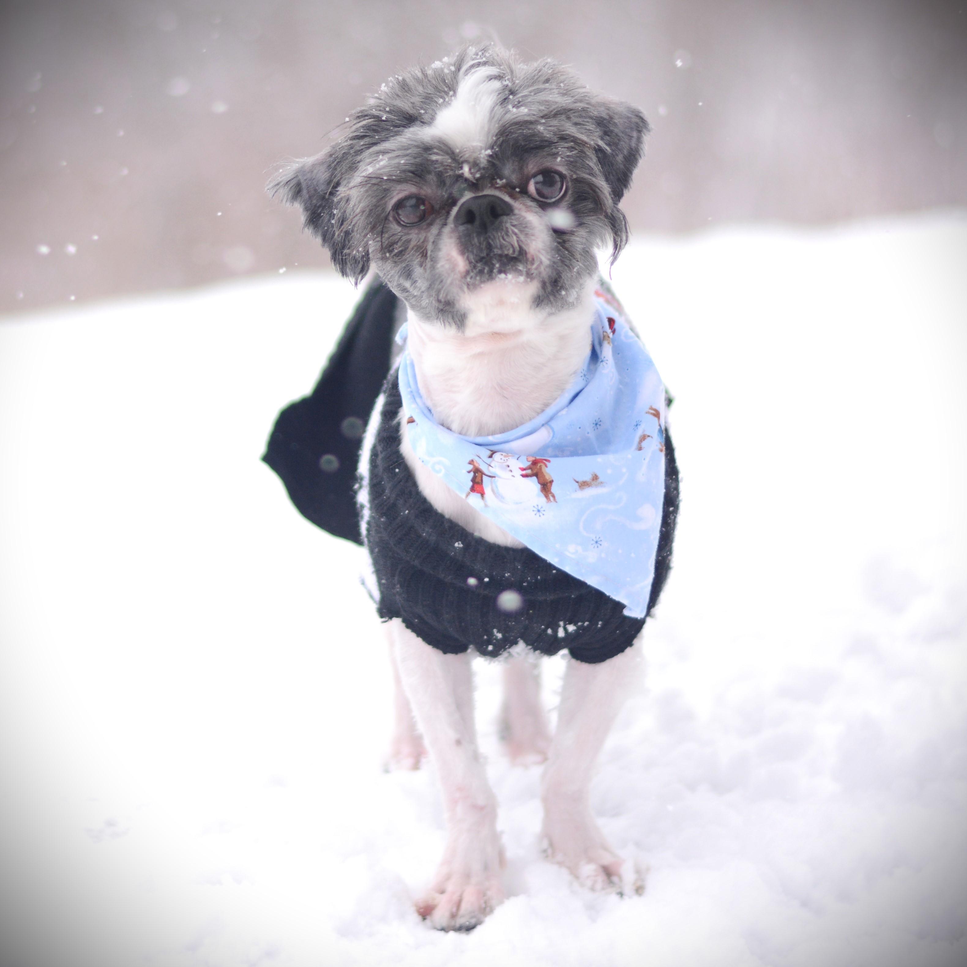 Poki, an adopted mixed breed in Amsterdam, NY image 3/4