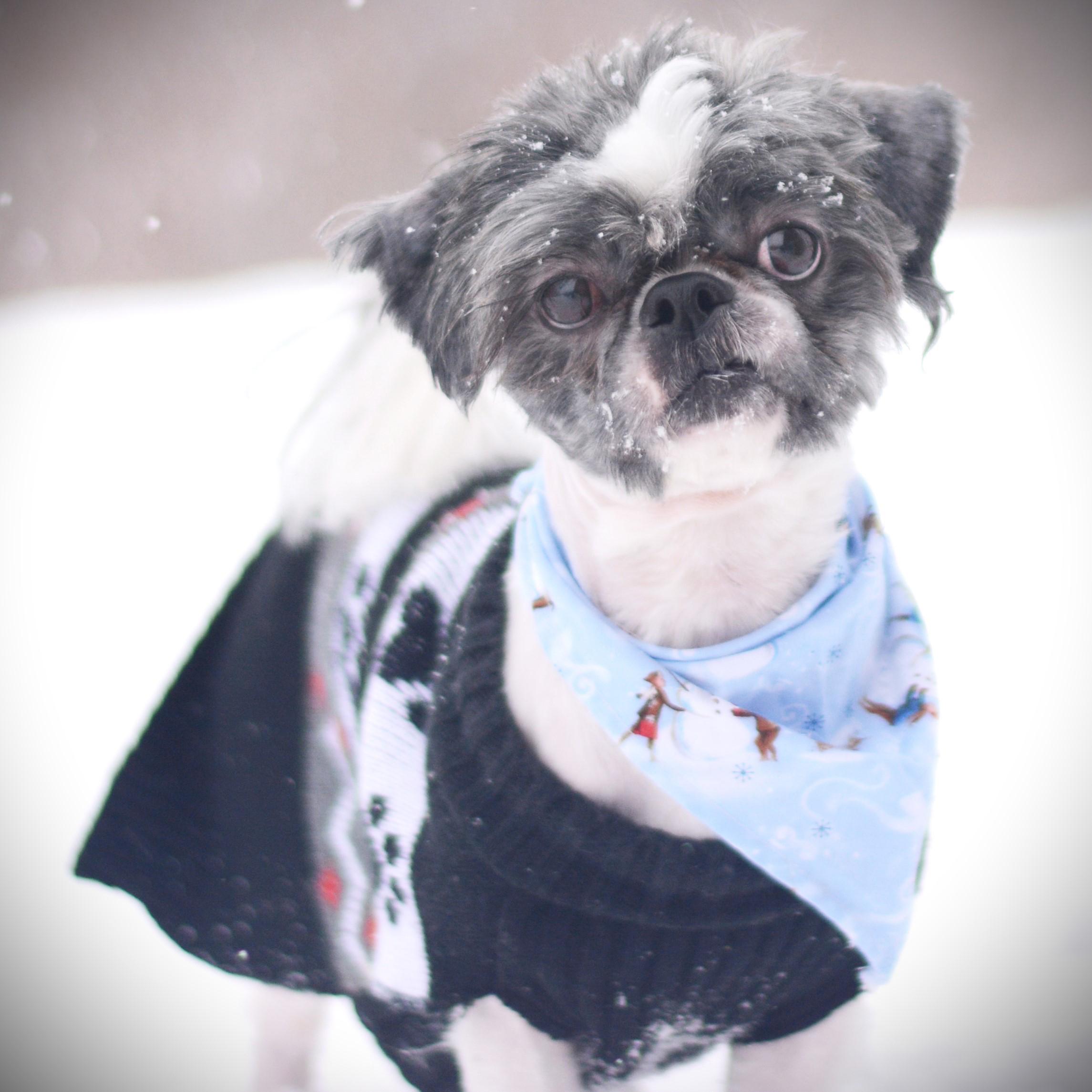 Poki, an adopted mixed breed in Amsterdam, NY image 2/4