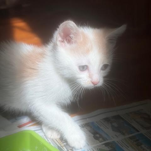 Enlarge Pinto (Cheri/Maria}, an adopted Domestic Short Hair in Woodland Hills, CA image 3/4