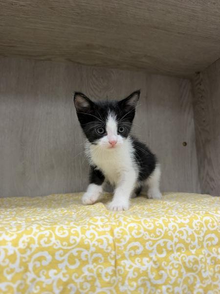 Matcha, Adoptable, Kitten Female Domestic Short Hair.