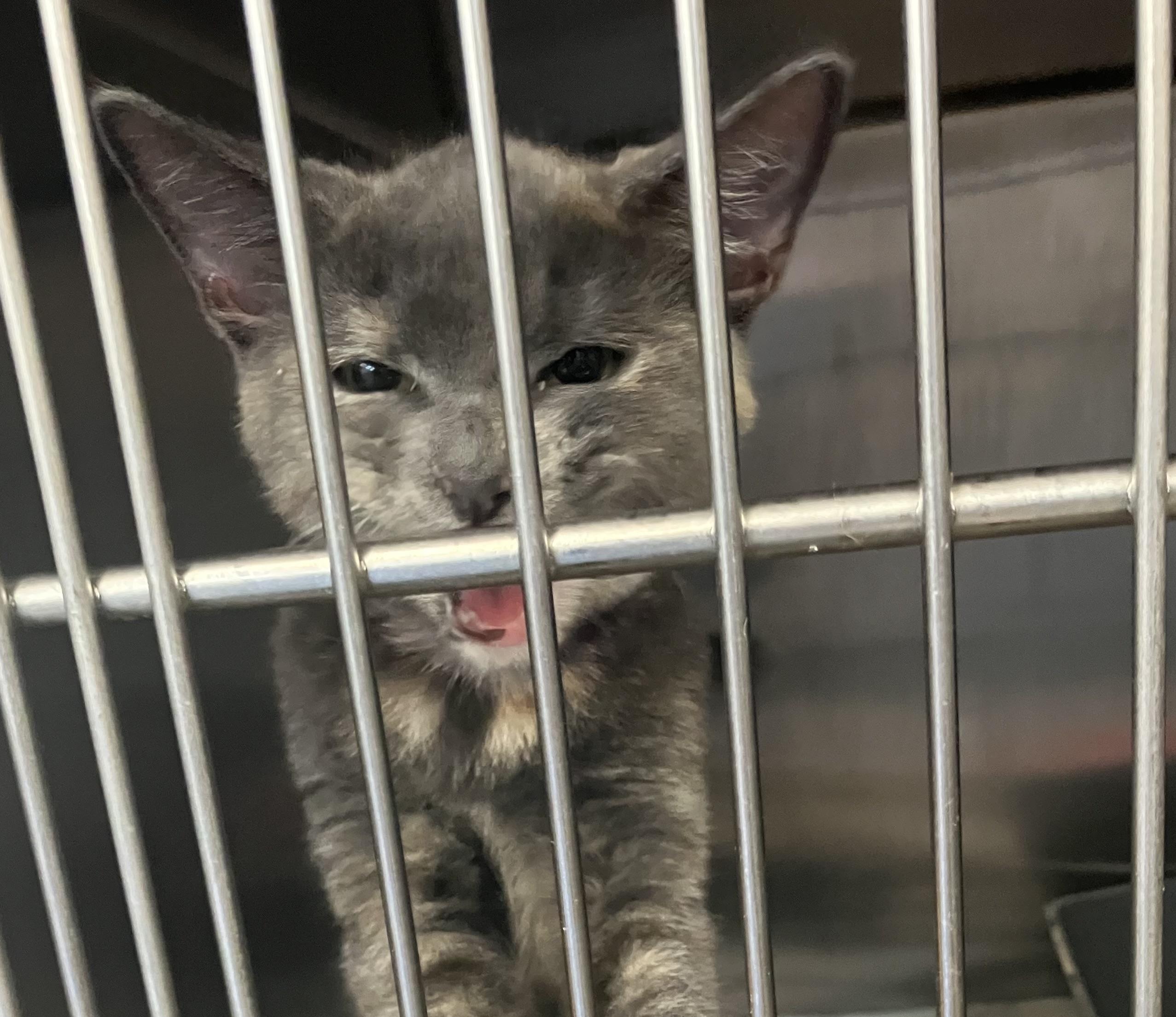 Sasha, Adopted, Kitten Female Domestic Short Hair.