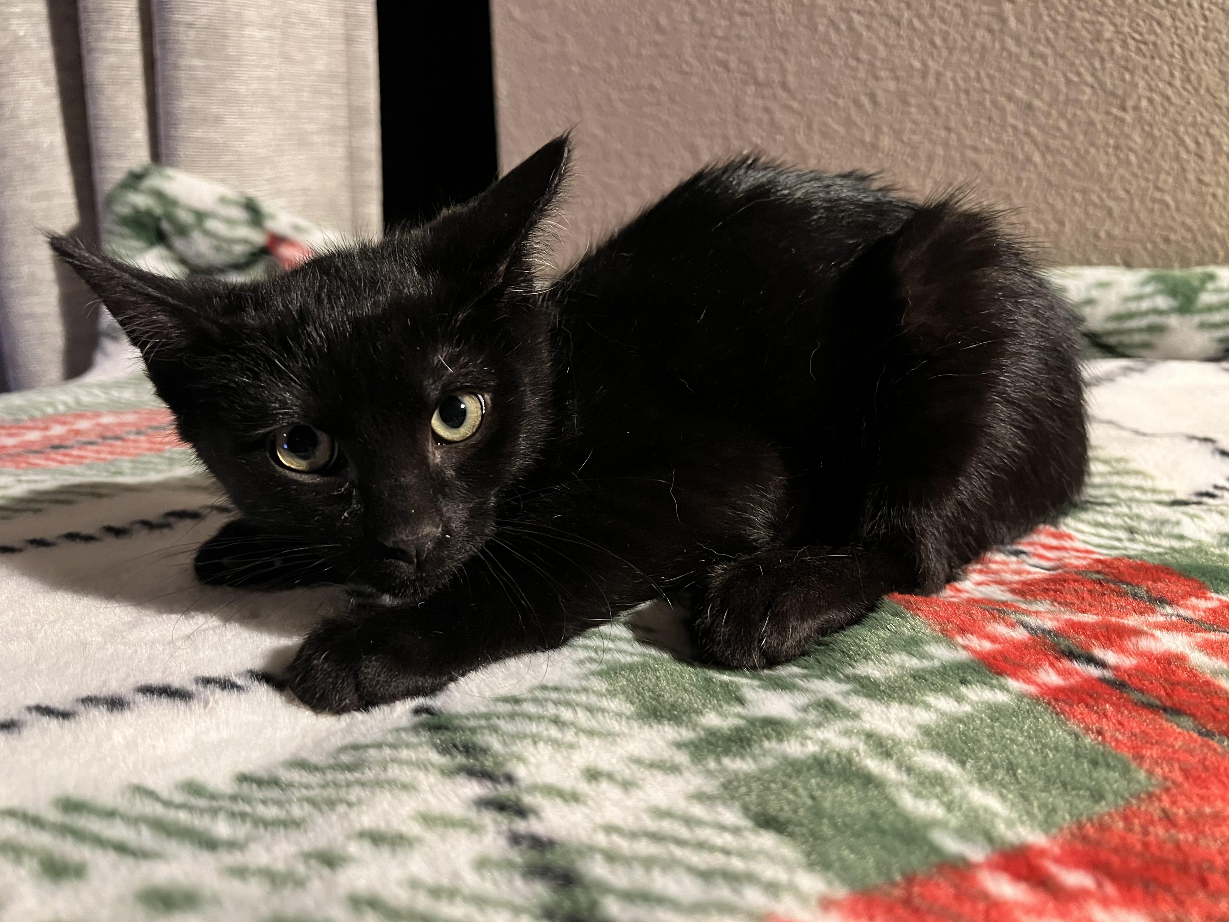 Duckie, a Adoptable Domestic Short Hair in Wheat Ridge, CO image 2/6