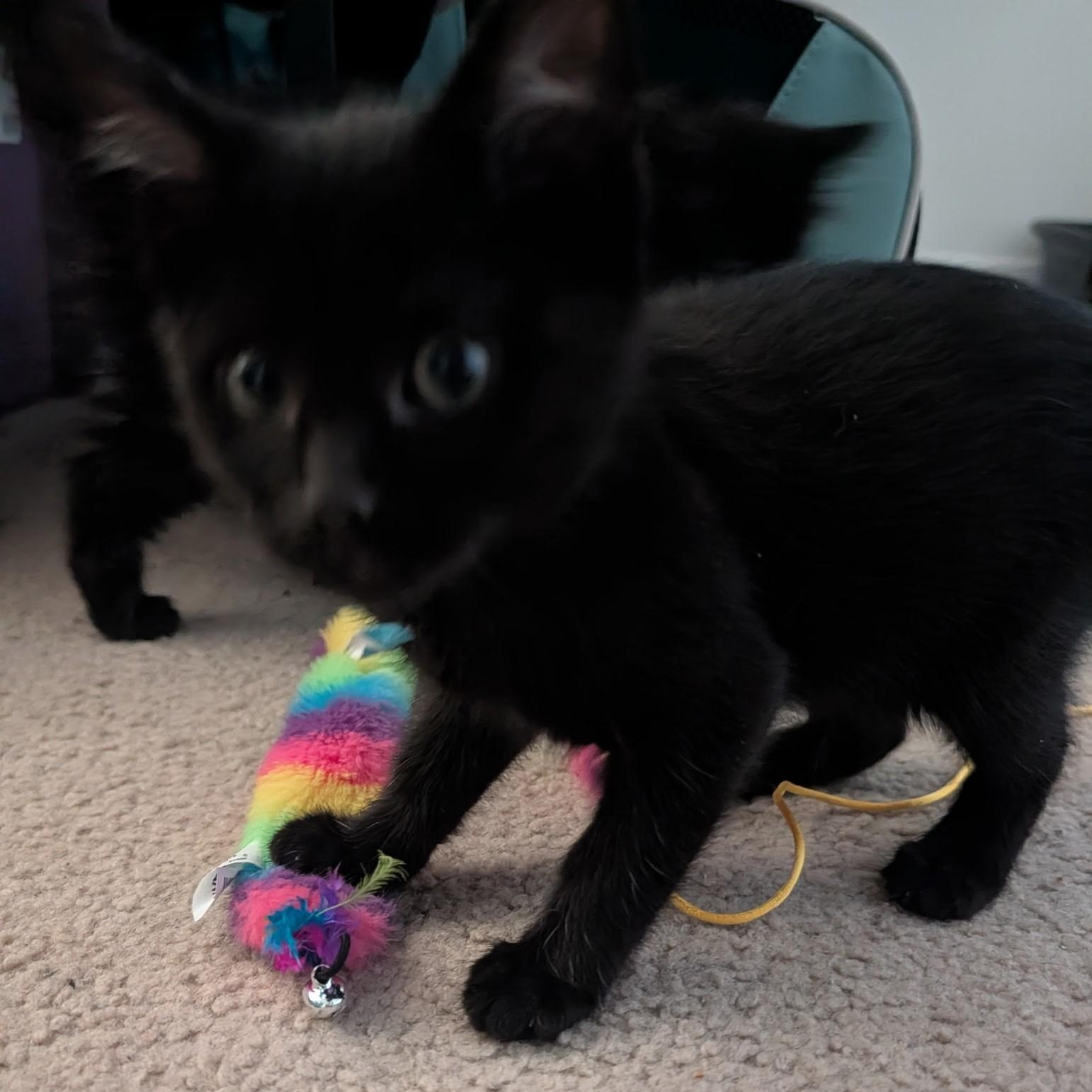 Duckie, a Adoptable Domestic Short Hair in Wheat Ridge, CO image 3/6
