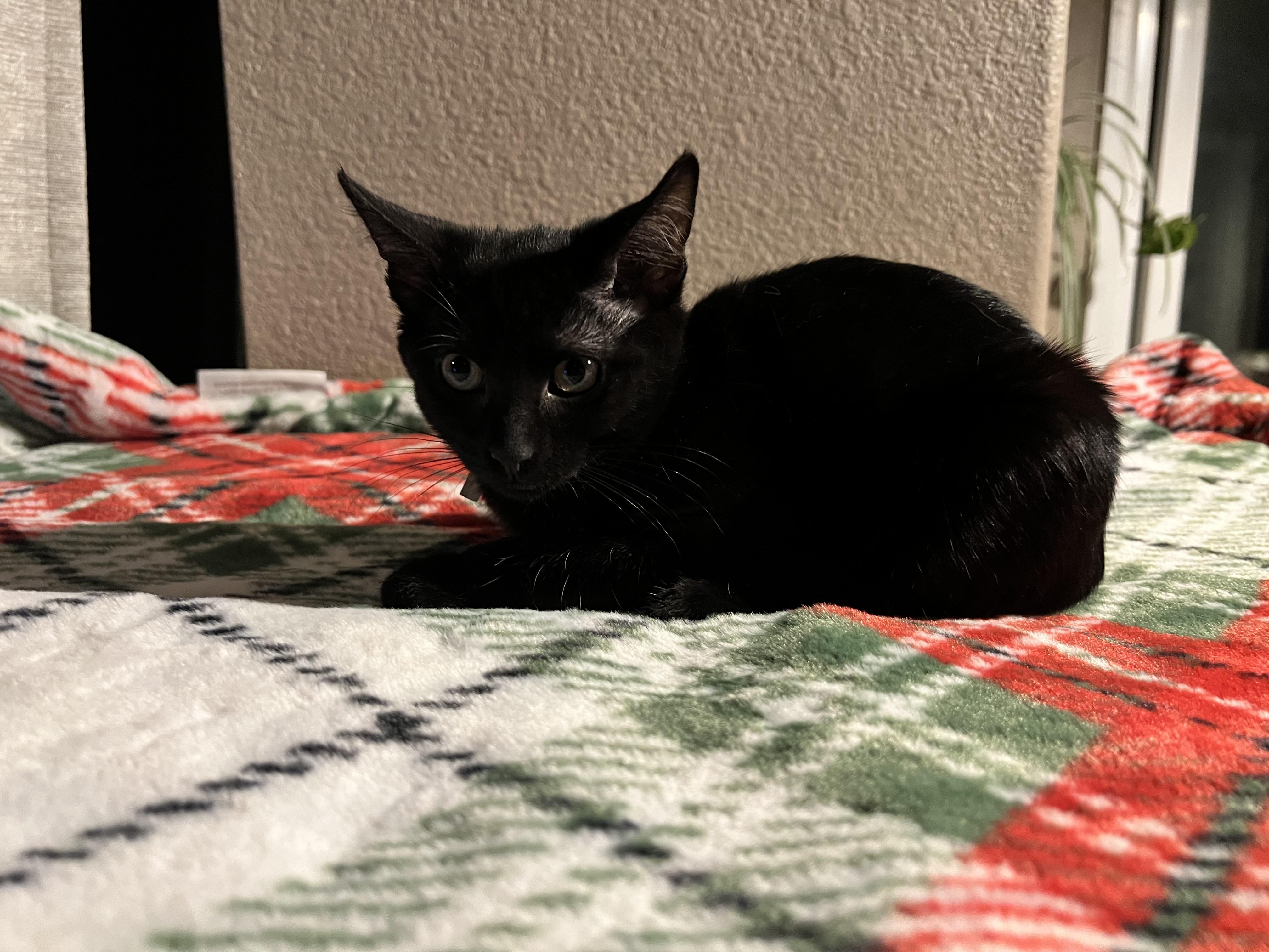 Duckie, a Adoptable Domestic Short Hair in Wheat Ridge, CO image 4/6