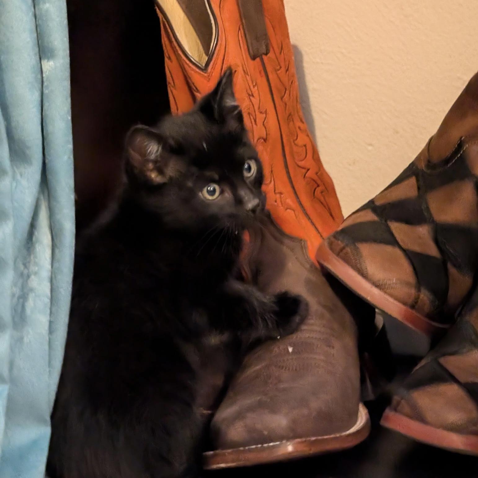 Duckie, a Adoptable Domestic Short Hair in Wheat Ridge, CO image 1/6