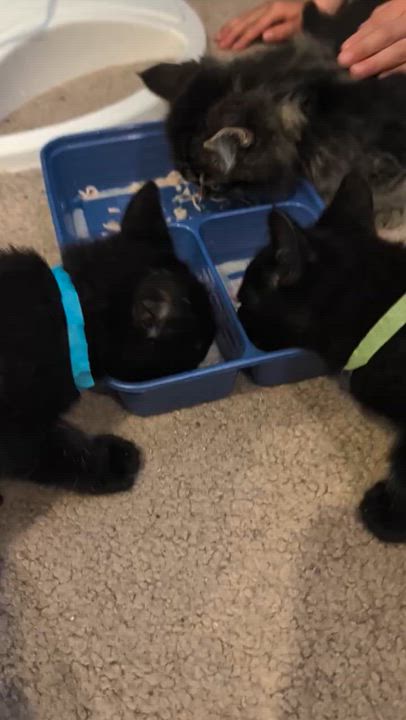 Enlarge Duckie, a Adoptable Domestic Short Hair in Wheat Ridge, CO video 6/6