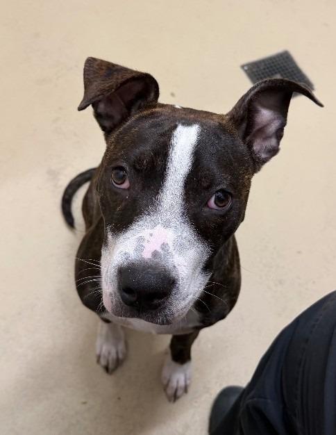 Enlarge Spot, a Adoptable mixed breed in Tullahoma, TN image 1/1