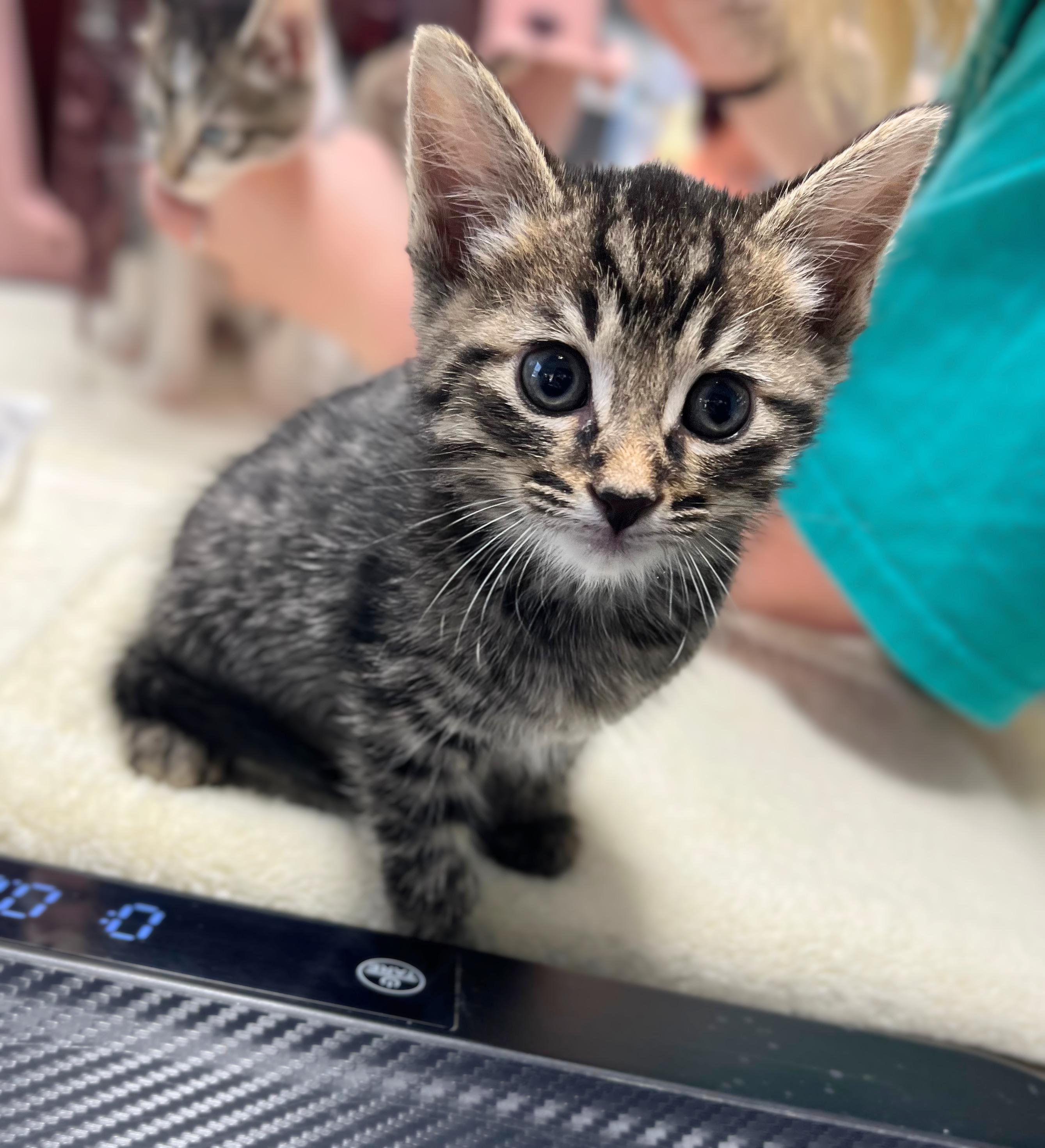 Rex, Adopted, Kitten Male Domestic Short Hair.