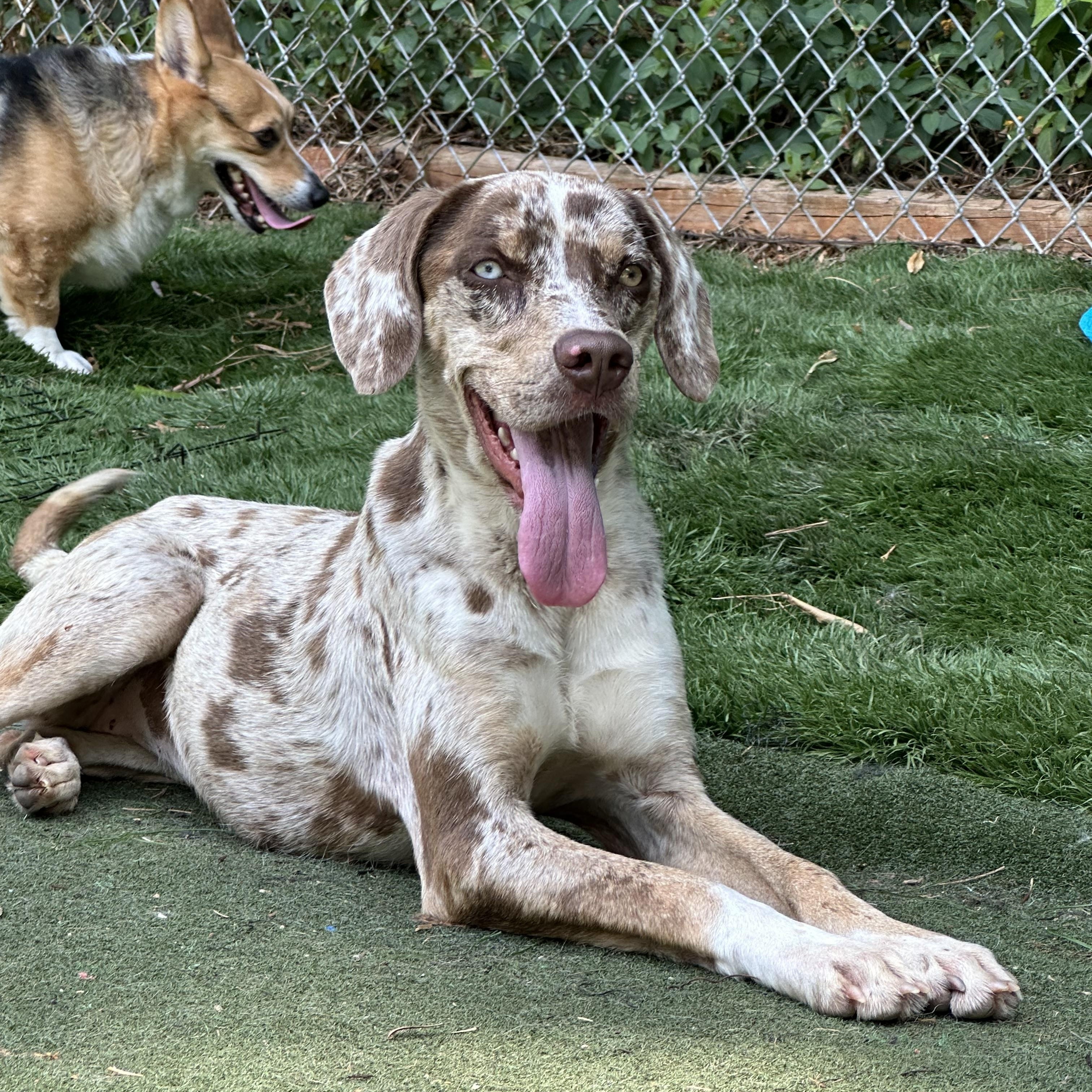 Enlarge Cheetah, a ADOPTABLE mixed breed in Charlotte, NC image 1/5