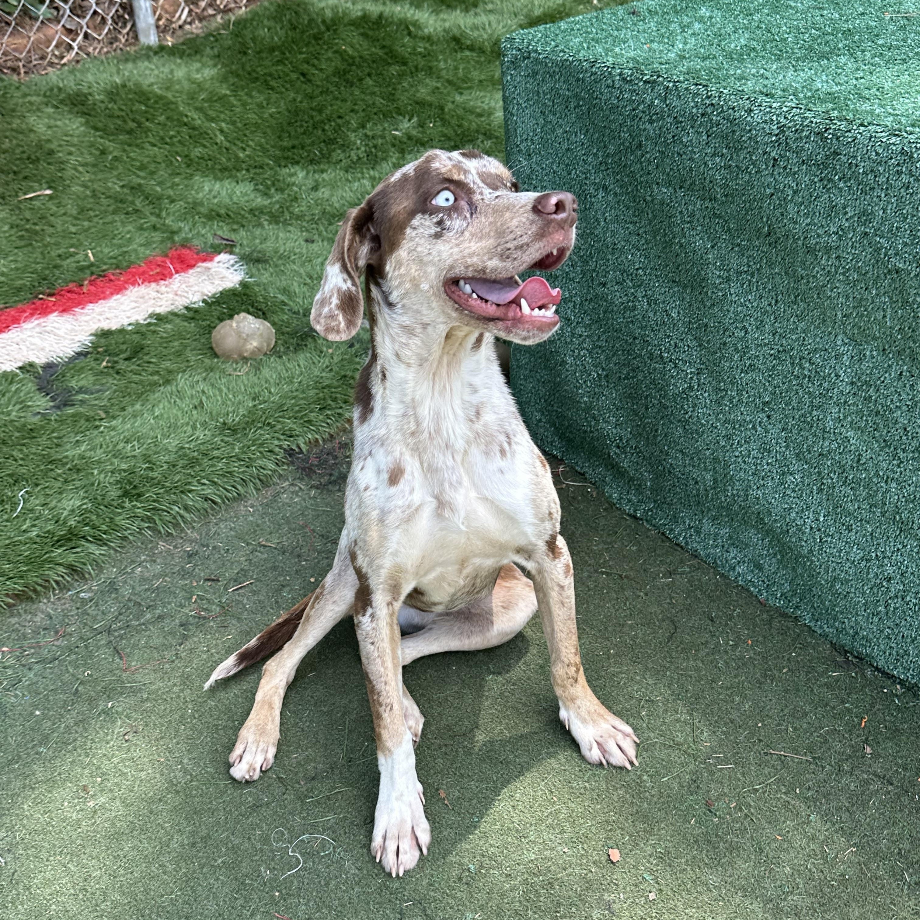 Enlarge Cheetah, a ADOPTABLE mixed breed in Charlotte, NC image 3/5