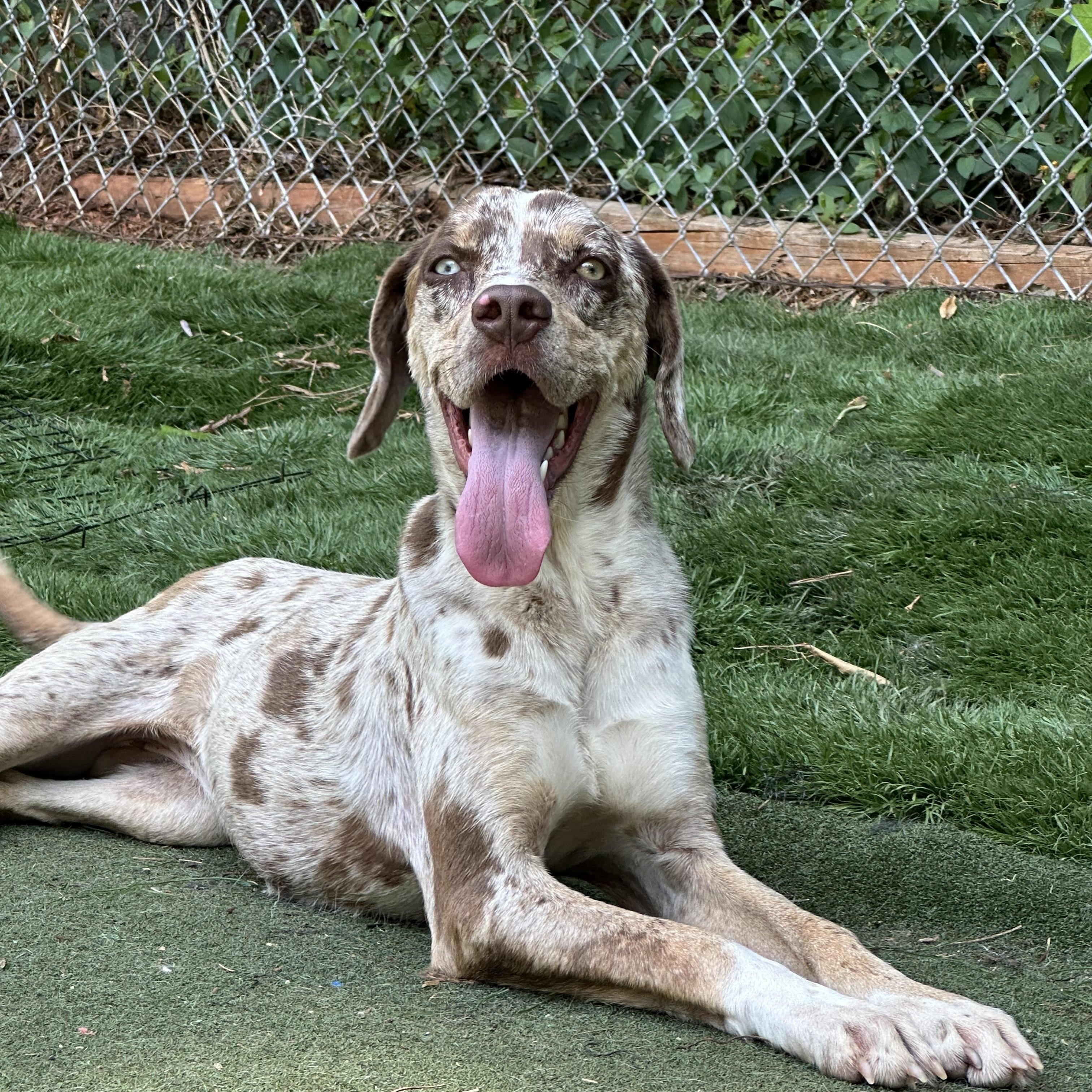 Enlarge Cheetah, a ADOPTABLE mixed breed in Charlotte, NC image 5/5