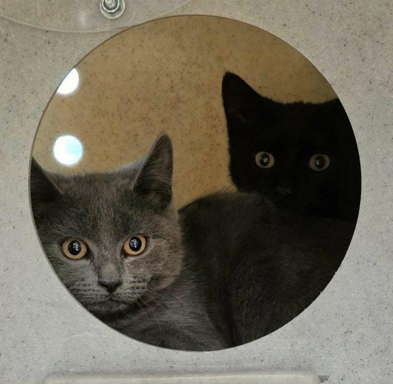 Dragon, Adoptable, Young Male Domestic Short Hair.