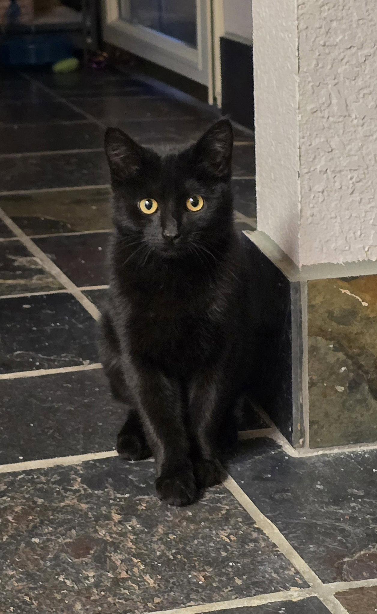 Enlarge Dragon, a Adoptable Domestic Short Hair in Evergreen, CO image 2/2