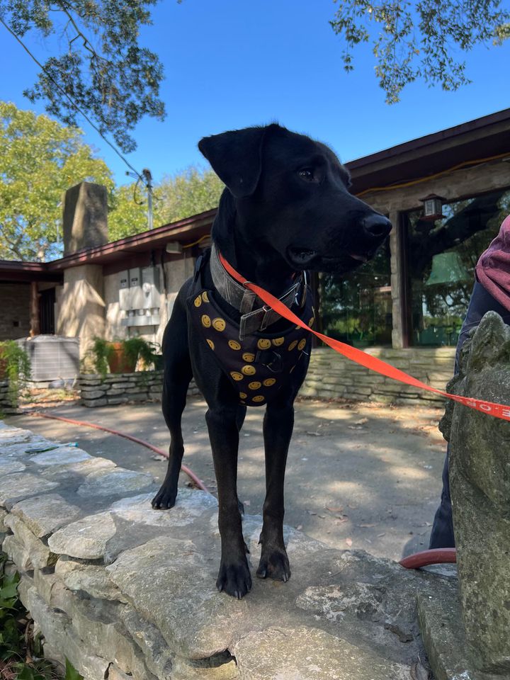 Dog for adoption Nickle, a Black Labrador Retriever in Farmington, UT