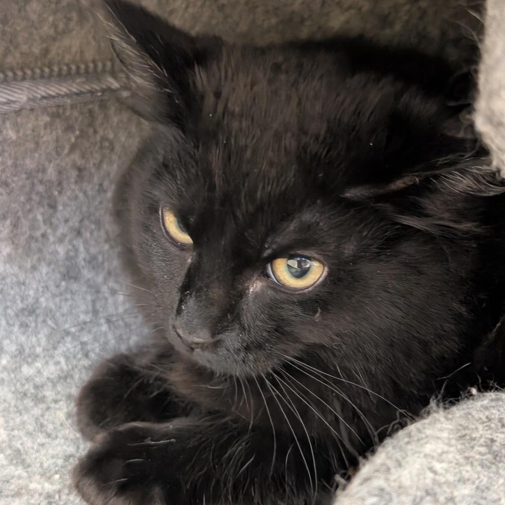 Esmerelda, Adoptable, Kitten Female Domestic Long Hair.