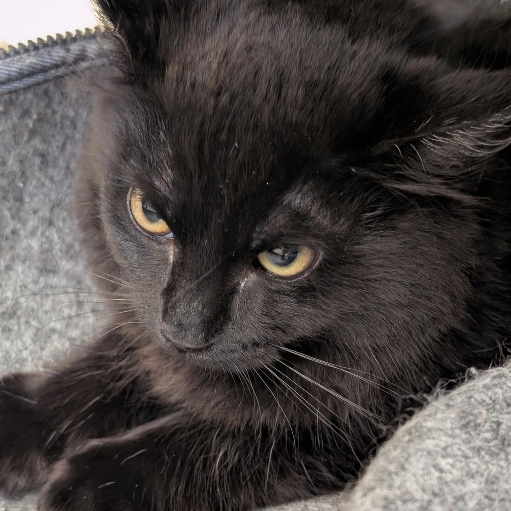 Enlarge Esmerelda, a Adoptable Domestic Long Hair in Sonoma, CA image 2/3