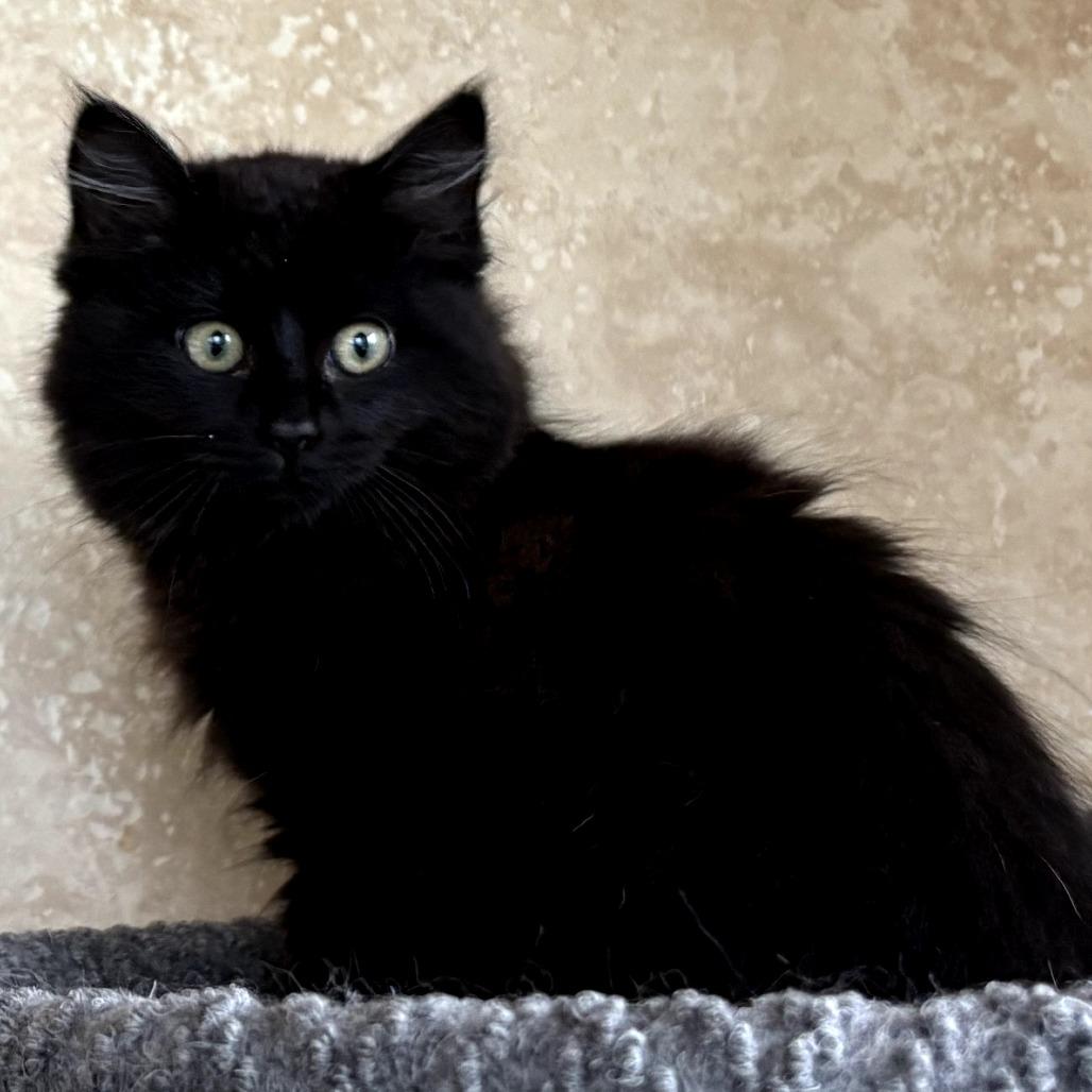 Enlarge Esmerelda, a Adoptable Domestic Long Hair in Sonoma, CA image 3/3