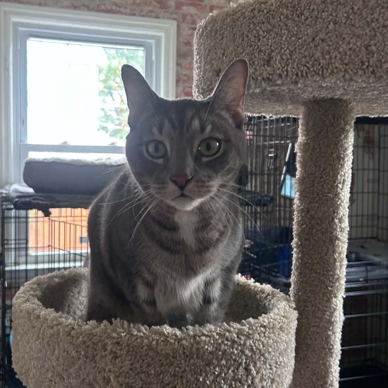 Enlarge Kyle (extra large), a Adoptable Domestic Short Hair in Huntington, NY image 3/3