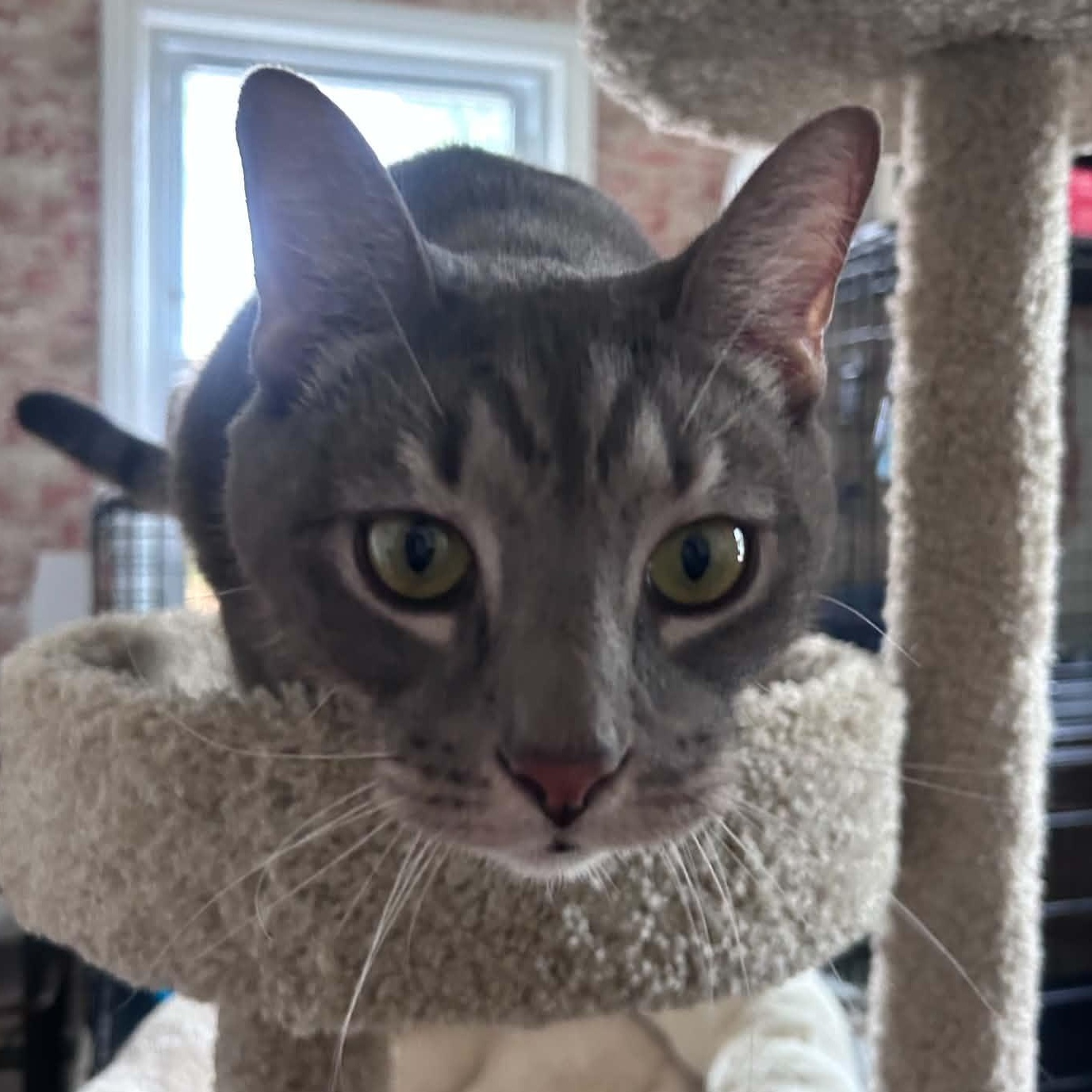 Enlarge Kyle (extra large), a Adoptable Domestic Short Hair in Huntington, NY image 2/3