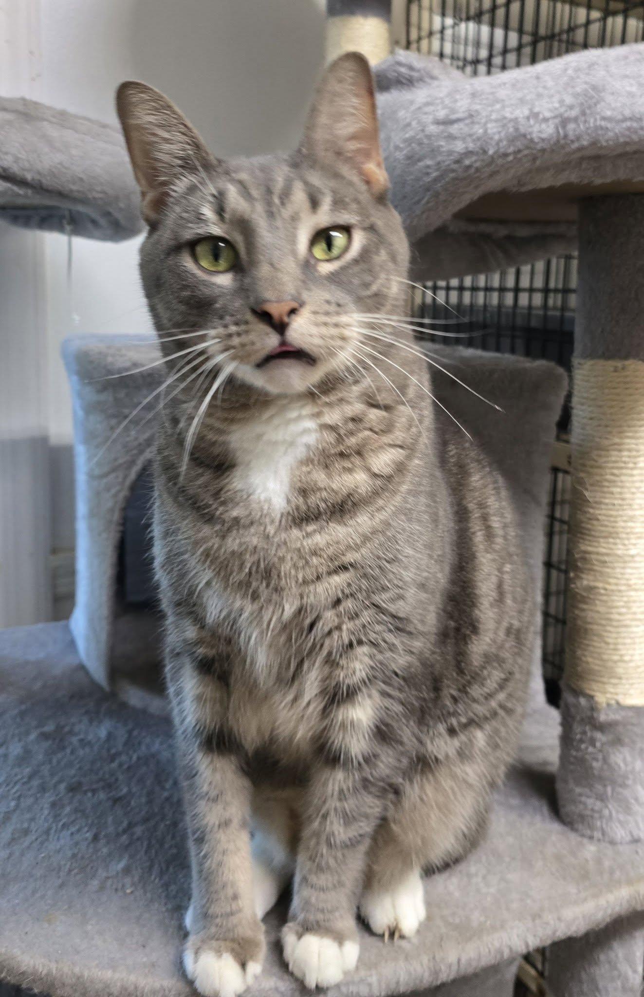 Enlarge Kyle (extra large), a Adoptable Domestic Short Hair in Huntington, NY image 1/3