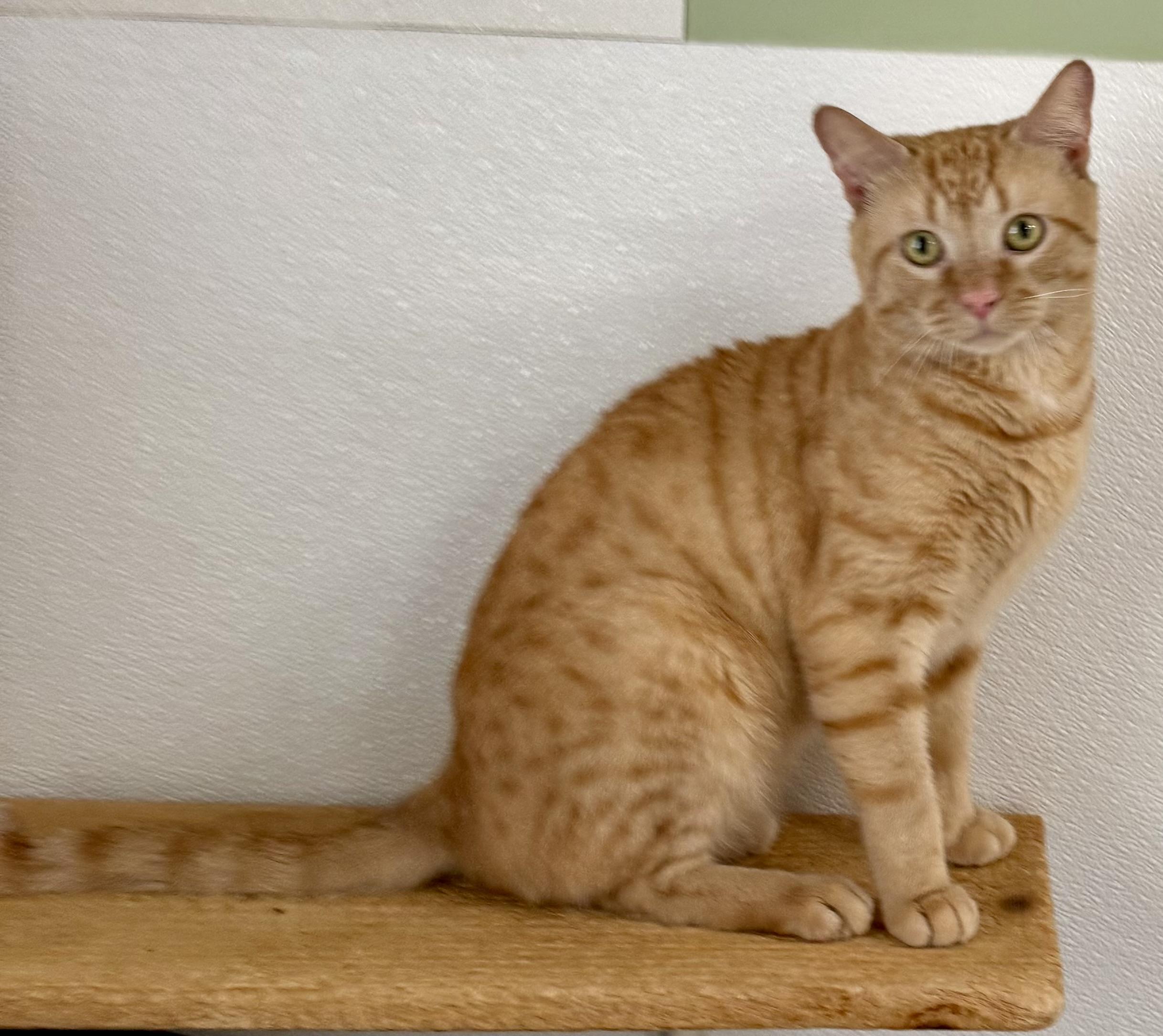 Enlarge Bread, an adopted Domestic Short Hair in Springfield, VT image 2/4