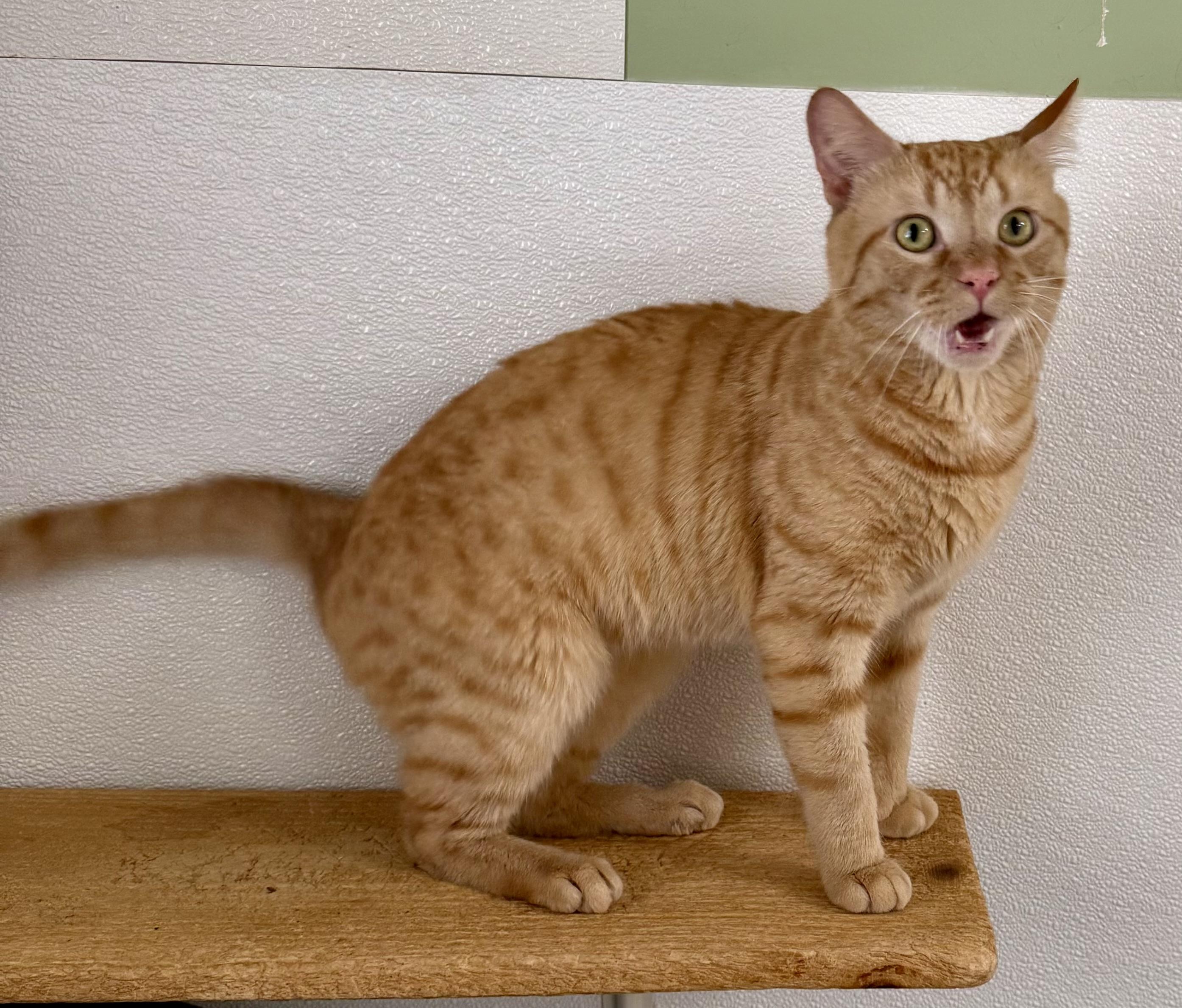 Enlarge Bread, an adopted Domestic Short Hair in Springfield, VT image 3/4